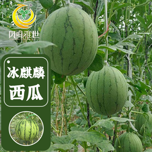 Fengming Yashi gift small watermelon seeds early maturing greenhouse four-season seeds thin-skinned yellow-flesh ice unicorn watermelon seeds 50 capsules
