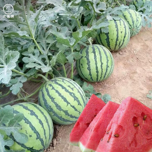 Dayu Lazy Man Watermelon Seed Seedlings Extra Large Suitable for Early Maturing Lazy People in the South 8424 Kirin Melon Meidu Seedless Fruits and Vegetables Meidu Watermelon Seeds 25 capsules