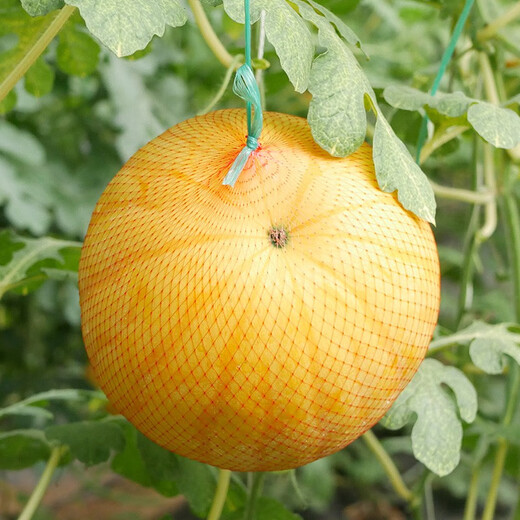 Dayu yellow skin and red flesh watermelon seeds seedlings extra large watermelon with yellow heart and yellow flesh, extra sweet and early maturing fruit seeds suitable for the south Jinlinglong watermelon seeds 20 pieces yellow skin and red flesh