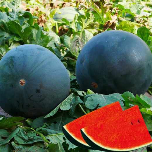 Beishu Black Watermelon Seeds Red Heart Fruit Yuqilin Black Watermelon Seeds 10 capsules