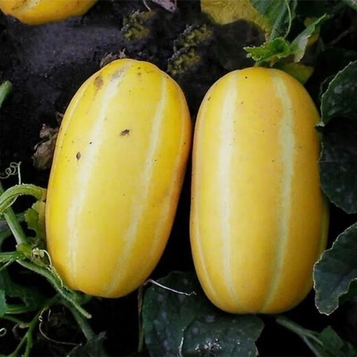 Gaga Sweet Northeastern Cantaloupe Seeds Yellow Melon Fruit Seeds Easy to Plant in Spring and Autumn Old Farm Varieties with High Sugar Content Original Factory Packaging 3 Packs + Song Fertilizer Gaga Sweet Melon Seeds About 50 Tablets - Pack