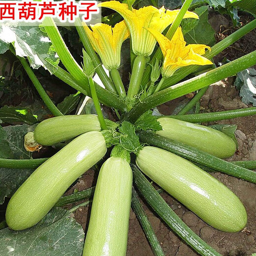 Zucchini seeds, small melon seeds, easy-to-grow vegetable seeds in spring and autumn, balcony potted field vegetable seeds, zucchini seeds, 1 pack, about 20 seeds