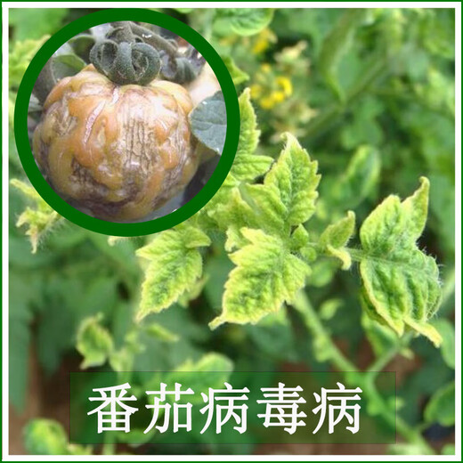 2% amino oligosaccharide vegetable fruit tree watermelon cucumber strawberry tomato yellow leaf disease virus disease pesticide fungicide Diange 20g*2 bottles