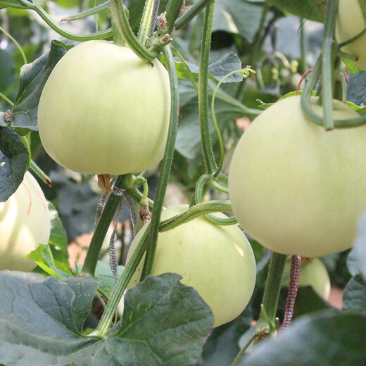 Shouhe melon seeds Shandong crispy Shouguang Boyang Dabaisha honey fruit sowing in winter and spring planting early maturing Fuji Tianbao melon seeds 2g
