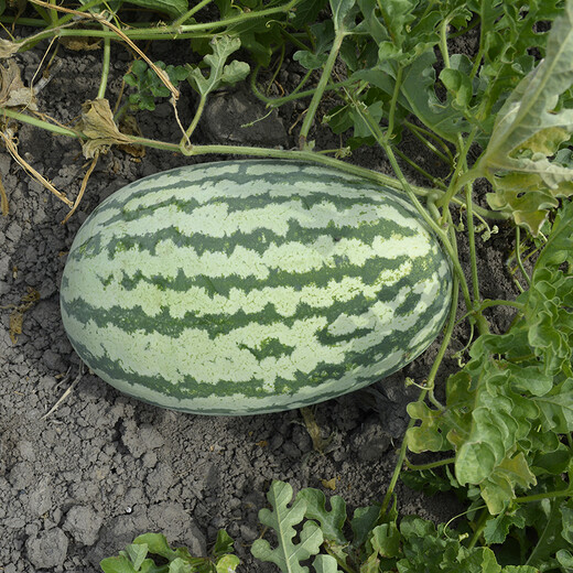 Zhongke Maohua Fruit and Vegetable Seeds Authentic Xinong No. 8 Watermelon Seeds Hybrid Large Fruit Type Red Flesh Northwest Agricultural University Xinong No. 8 Stable Production Base Planting Authentic Xinong No. 8 50g/box Thick Box