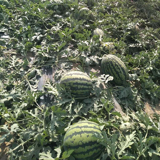 Zhongke Maohua Fruit and Vegetable Seeds Unparalleled Sweet King Watermelon Seeds High Round Big Red Flesh Watermelon Seeds Planted in Myanmar Base Unrivaled Sweet King 50g/box About 800 capsules