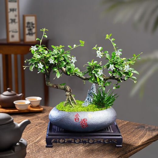 Fujian Tea Posse Plant Floating Branches Green Plantes intérieures Plante de pot Falai