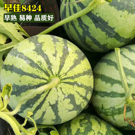 Changgong 8424 Rock Sugar Kirin Watermelon Seed Sweet King High Yield Kirin Lazy Man Seedless Giant Watermelon Four Seasons Fruit Seed Zaojia 8424 Watermelon 50g canned