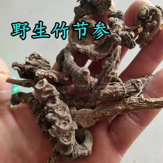 Beijing Tongrentang Bambú salvaje Ginseng Bambú Pintura de montaña Bambú Siete Bambú Panax Notoginseng Arhat Panax Notoginseng Medicina de hierbas chinas Bai San Wild Bamboo Ginseng 50G