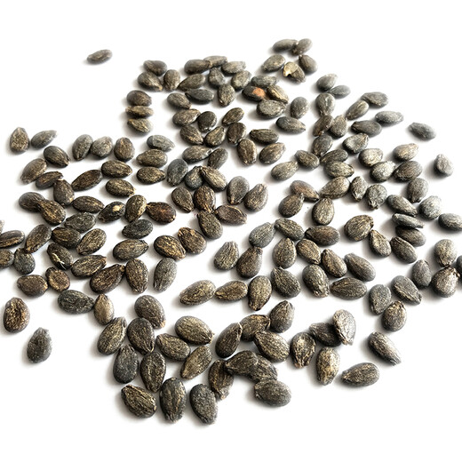 Zhongke Maohua Fruit and Vegetable Seeds Unparalleled Sweet King Watermelon Seeds High Round Big Red Flesh Watermelon Seeds Planted in Myanmar Base Unrivaled Sweet King 50g/box About 800 capsules