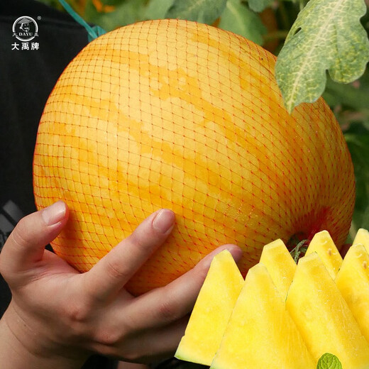 Dayu Lazy Man Watermelon Seed Seedlings Extra Large Suitable for Early Maturing Lazy Man in the South 8424 Kirin Melon Meidu Seedless Fruits and Vegetables Ansheng Golden Beauty Yellow Watermelon Seeds 100 capsules 2 bags