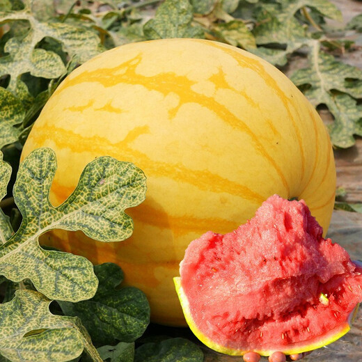 Dayu Yellow Heart Watermelon Seeds Complete Collection Early Maturity Yellow Skin Red Flesh Yellow Flesh Special Xiaofeng Watermelon Seeds Southern Fruit Futian Jinlinglong Watermelon Seeds 30 Simple Packs