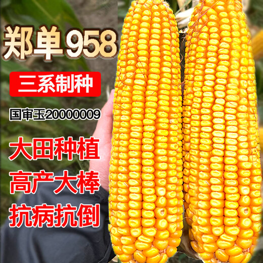 大田玉米种子郑单958饲料玉米种籽万盛68良玉99玉米种孑大全 京农科728玉米5000粒原装 红轴/