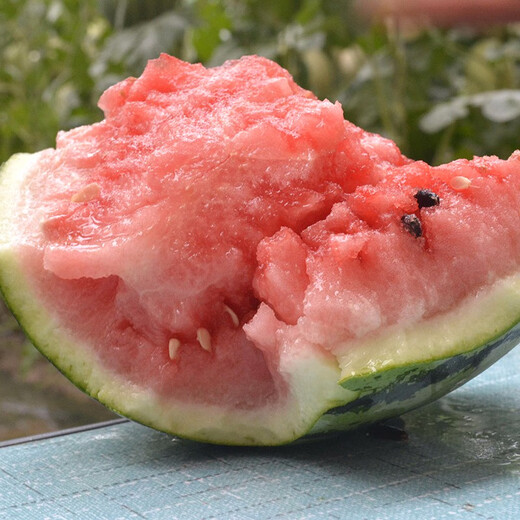 Zhongke Maohua melon and fruit seeds Zhongke Bingqilin watermelon seed improved 8424 Jingxin type replaces Meidu watermelon variety with crack resistance Zhongke Bingqilin 50 capsules/bag trial planting pack