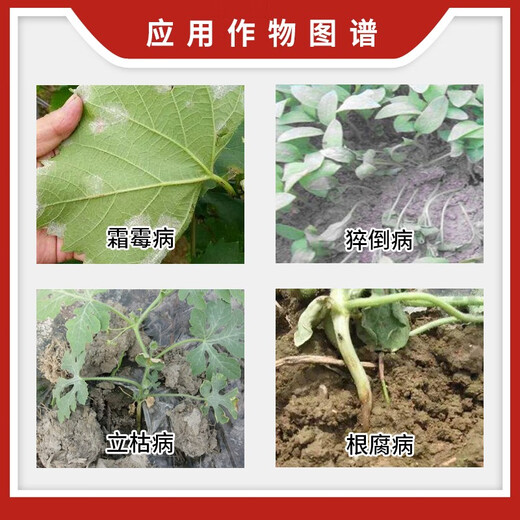 2 billion Trichoderma harzianum microbial fertilizer for ginseng to prevent root rot, gray mold, powdery mildew, dead seedlings and rotten roots 5 billion content 50Jin Jin equals 0.5kg barreled