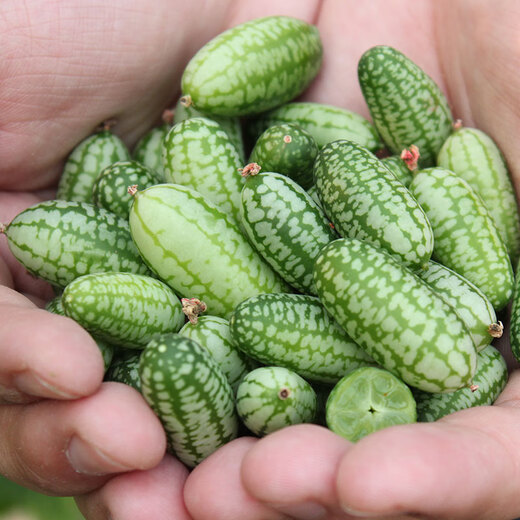 Beishu thumb watermelon seeds seedlings fruit mini small watermelon seeds thumb watermelon seeds about 50 pieces