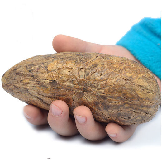 Miaoling Pavilion Thousand-Eyed Bodhi Seed Atomic Seed Weathered Extra Large Red-striped Fruit Star-and-Moon Bodhi Fruit Handpiece Bracelet Materials Spider Pattern/Yin-skinned Old Fruit-2 Long Fruits 8-10cm Long-Selected Bodhi //Sandpaper