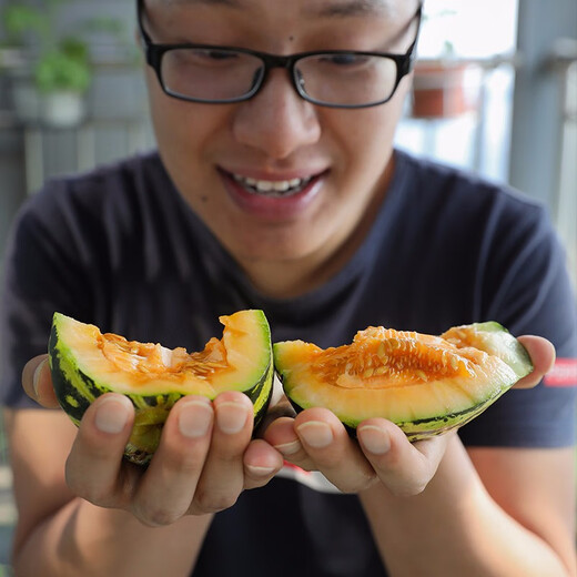 Shouhe Bingtangzi small melon seeds, tall pear-shaped melon seeds, early maturing four-season balcony potted seeds, Weifeng Bingtang Prince melon seeds 80 capsules