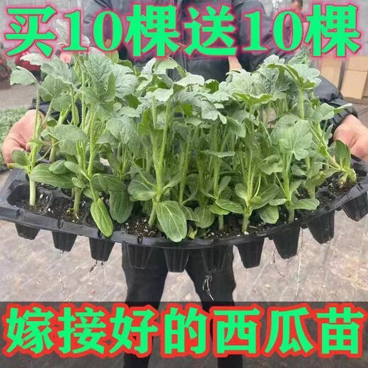 8424 Authentic Grafted Seedlings with Soil and Seedless Midu Kirin Early Mature Seedlings Watermelon Seedlings Stone Melon Watermelon Seedlings Buy 8+2 Real Hair 10 Trees + Fertilizer
