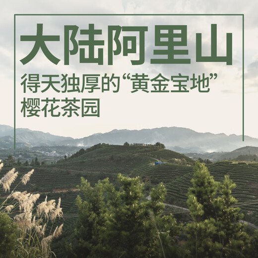 修哲乌龙茶台湾高山冻顶浓香特级256g礼盒装茶叶无农残128g*2盒