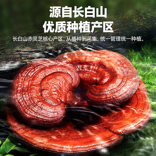 Lei Yunshang Breaking Wall Ganoderma Lucidum Spore Pulver Geschenkbox Changbaishan Red Ganoderma lucidum Pulver gibt Ältesten ein Geschenk, um mit Immunity 1 Box zu besuchen [probieren Sie Fresh Package]