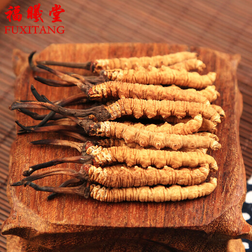 Fuxitang Tíbet Nagqu Cordyceps Cordyceps Precio de gran altitud de 1 Cordyceps Cordyceps 4 raíces/gramo de tamaño de 1 raíz