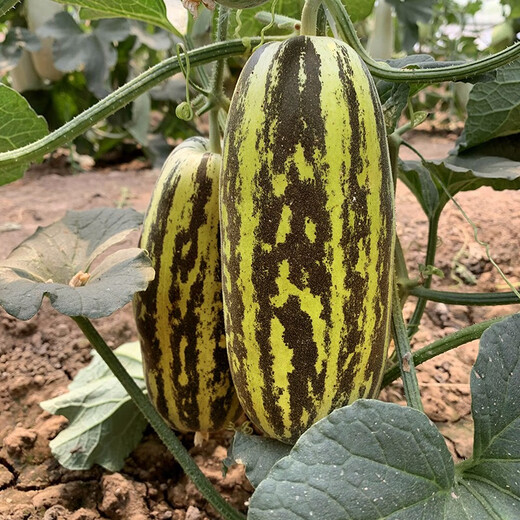 Zhongke Maohua melon and fruit seeds Bomei 91 melon seeds flower skin green flesh peel high toughness Boyang series 91 type resistant to transportation Bomei 91 500 capsules/bag large-scale planting