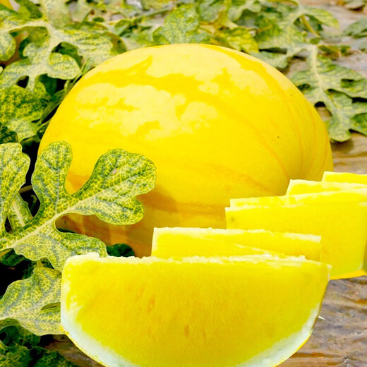 Dayu Yellow Heart Watermelon Seeds, Early Maturity, Yellow Skin, Red Flesh, Yellow Flesh, Special Xiaofeng Watermelon Seeds, Southern Fruit, Huang Meiren, Yellow Skin, Yellow Flesh Watermelon Seeds, 20 capsules, 2 bags