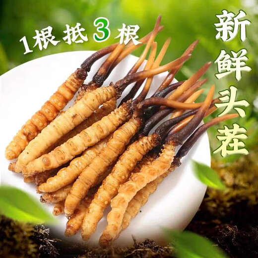 [Tibet Straight Hair] Nagqu High-altitude Fresh Cordyceps sinensis 2025 First stubble Selected High-altitude Fresh Cordyceps sinensis 0.6-0.7g/root 10 roots