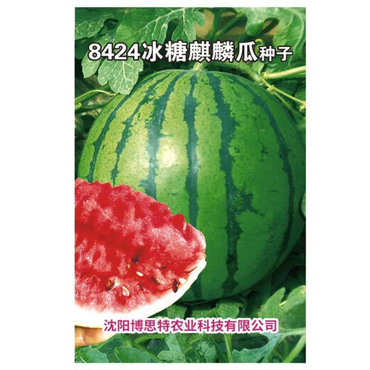 Big and sweet 8424 Kirin seeded watermelon seeds, extra large four-season vegetable and fruit seeds, original, about 250 pieces, affordable 989# rock sugar Kirin 8424 watermelon seeds