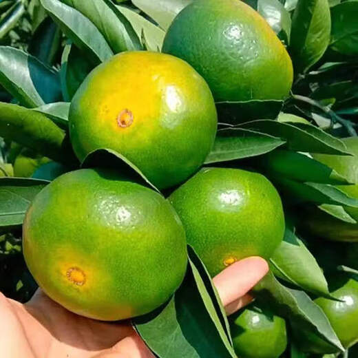 Yichang tangerine thin-skinned tangerine fresh fruit seasonal fruit for pregnant women 9Jin Jin is equal to 0.5 kg large fruit
