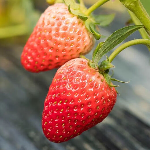 Four Seasons Cream Strawberry Seeds Spring and Autumn Home Balcony Potted Plants for Beginners Easy to Grow Fruit Red Strawberry Seeds Cream Red Strawberry Seeds/pack of about 100 seeds 5 packs of about 500 seeds