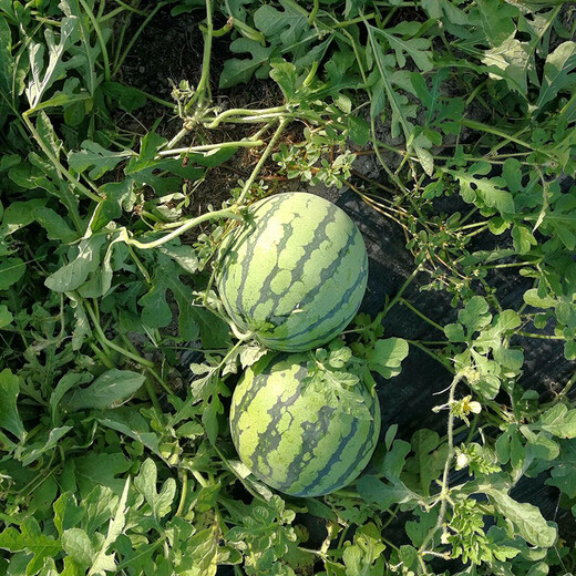 Zhongke Maohua melon and fruit seeds Zhongke Bingqilin watermelon seed improved 8424 Jingxin type replaces Meidu watermelon variety with crack resistance Zhongke Bingqilin 50 capsules/bag trial planting pack