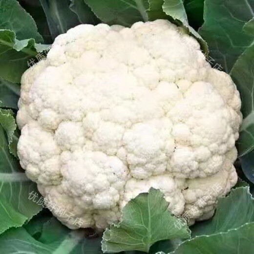 Broccoli seeds broccoli seeds pine cauliflower seeds cauliflower green cauliflower seeds four seasons vegetables original white pine cauliflower seeds 1 bag (about 300 grains