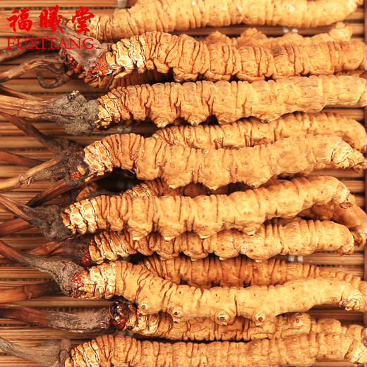 Fuxitang Tíbet Nagqu Cordyceps Cordyceps Precio de gran altitud de 1 Cordyceps Cordyceps 4 raíces/gramo de tamaño de 1 raíz