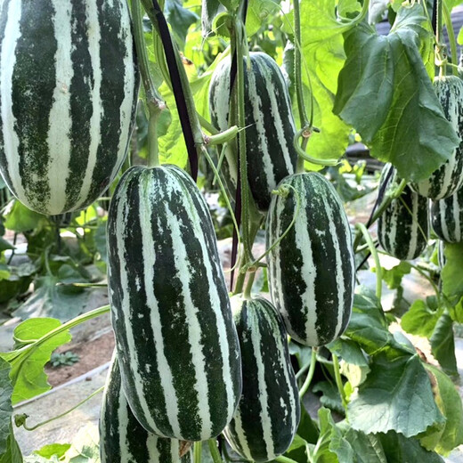 Zhongke Maohua vegetable and fruit seeds Bomei No. 9 melon seeds Huayang Boyang series Bomei 91 melon seeds 94 super sweet Bomei No. 9 50 capsules/bag trial planting pack
