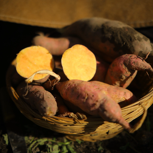 Jingdida Shandong Authentic Tobacco Potato No. 25 Oil Baked Potato Net Content 9Jin Jin is equal to 0.5kg Medium Fruit Single Fruit 250g + Straight from the Source