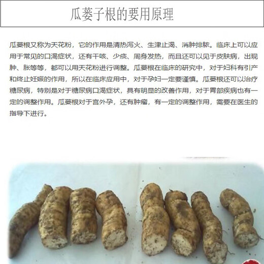 Kludong 24 Tianzhu Mountain new seedlings Trichosanthes melon seedlings No. 9 seedlings No. 20 seedlings Trichosanthes melon seedlings Chinese medicinal materials hanging melon seed seedlings Gualou seedlings No. 9 female seedlings/10 plants + 1 male seedlings