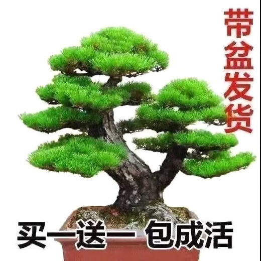 Buy one for two Yingke pine bonsai flowers indoor and outdoor four-season evergreen and cold-resistant pine pot green plants. The shopkeeper recommends 14-year-old seedlings. Two plants come in pots + fertilizer 30cm (inclusive) - 40cm (inclusive)