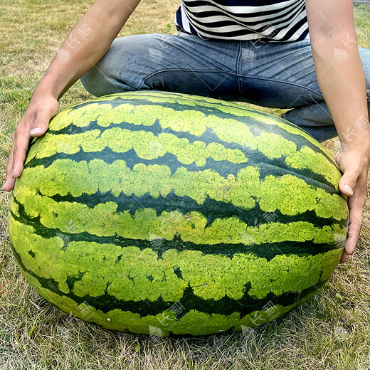 Long-cultivation lazy man watermelon seeds extra large seedless 8424 watermelon seedlings super sweet southern unicorn watermelon fruit and vegetable seeds lazy man watermelon seeds 200 hybrids