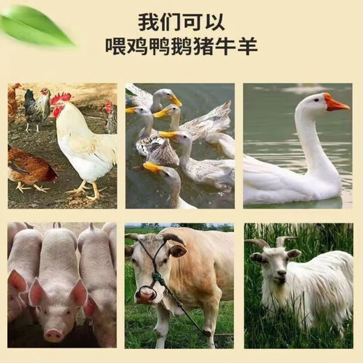 Fine rice bran farm rice bran fresh chicken duck goose feed rice bran natural rice husk fine rice bran feed rice bran 5.8Jin Jin is equal to 0.5 kg