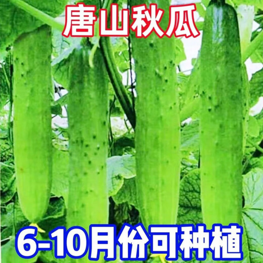 Tangshan Autumn Melon Seeds Fruit Cucumber Flower Melon Balcony Potted Plants for Four Seasons Field Use High-yielding Cucumber Vegetable Seeds Tangshan Autumn Melon Seeds Selection Two Packs About 100