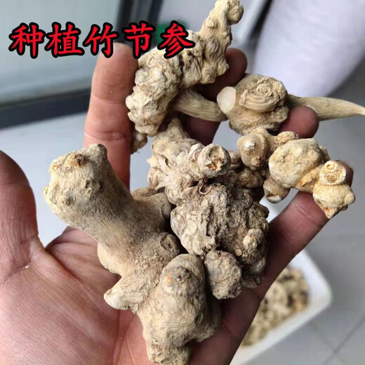 Beijing Tongrentang Bambú salvaje Ginseng Bambú Pintura de montaña Bambú Siete Bambú Panax Notoginseng Arhat Panax Notoginseng Medicina de hierbas chinas Bai San Wild Bamboo Ginseng 50G