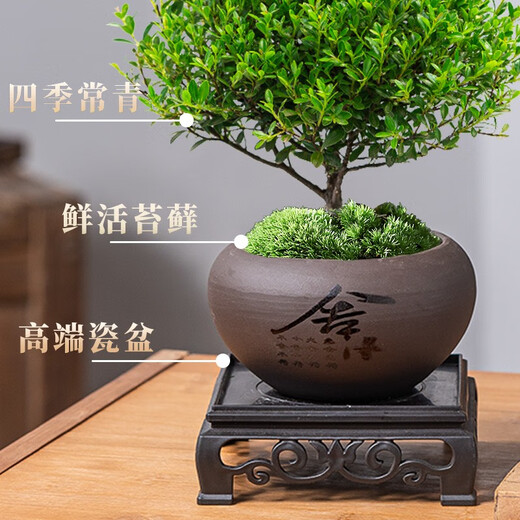 Когда плоды цветут, мелколистной красный бонсай нанму, китайское растение дзен, золотой бонсай нанму, старое зеленое растение на столе в офисе, фиолетовый горшок с песком + мох + основа