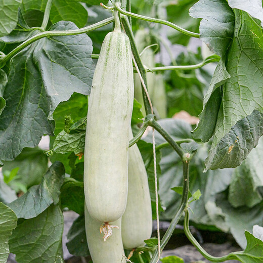 Beishu, honeydew melon seed seedlings, early maturing, crispy and fragrant melon fruit seeds, about 200 seeds of honeydew melon