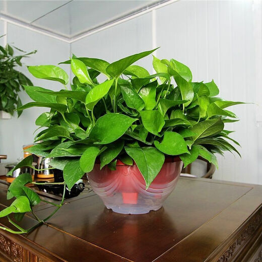 Maisangghe verde idiolus en maceta flores al por mayor y plantas eliminación de la sala de estar formaldehído