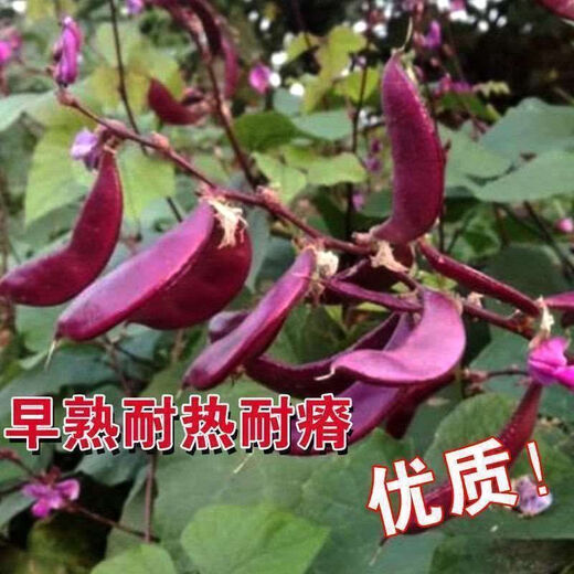 High-yielding purple lentils, purple eyebrow beans, red eyebrow bean seeds, balcony potted red Emei bean vegetables, easy to germinate in the field, purple eyebrow bean seeds, 2 packs of about 20 capsules
