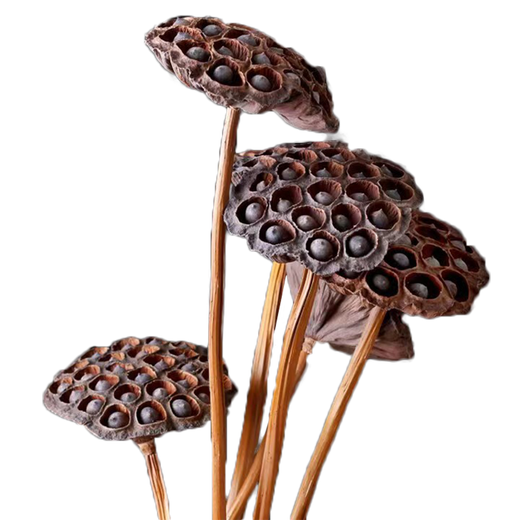 Youyi Dried Flower Extra Large Full Metal Flower Pole with Seeds Dried Lotus Lotus Dried Flowers Decorate Living Room Floor 75cm Real Pole with Seeds Lotus Pole 5 Price