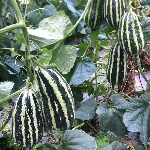 Zhongke Maohua vegetable and fruit seeds Bomei No. 9 melon seeds Huayang Boyang series Bomei 91 melon seeds 94 super sweet Bomei No. 9 50 capsules/bag trial planting pack