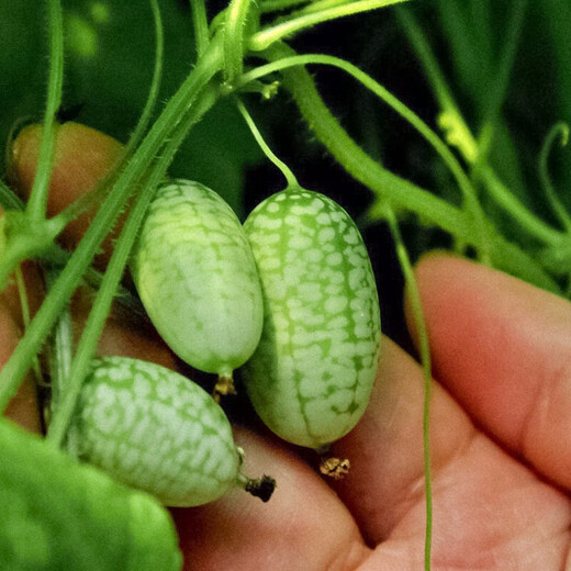 Shouhe watermelon seeds extra large sweet southern spring 8424 unicorn melon early maturing fruit four seasons black skin Shouhe thumb watermelon seeds 50 capsules